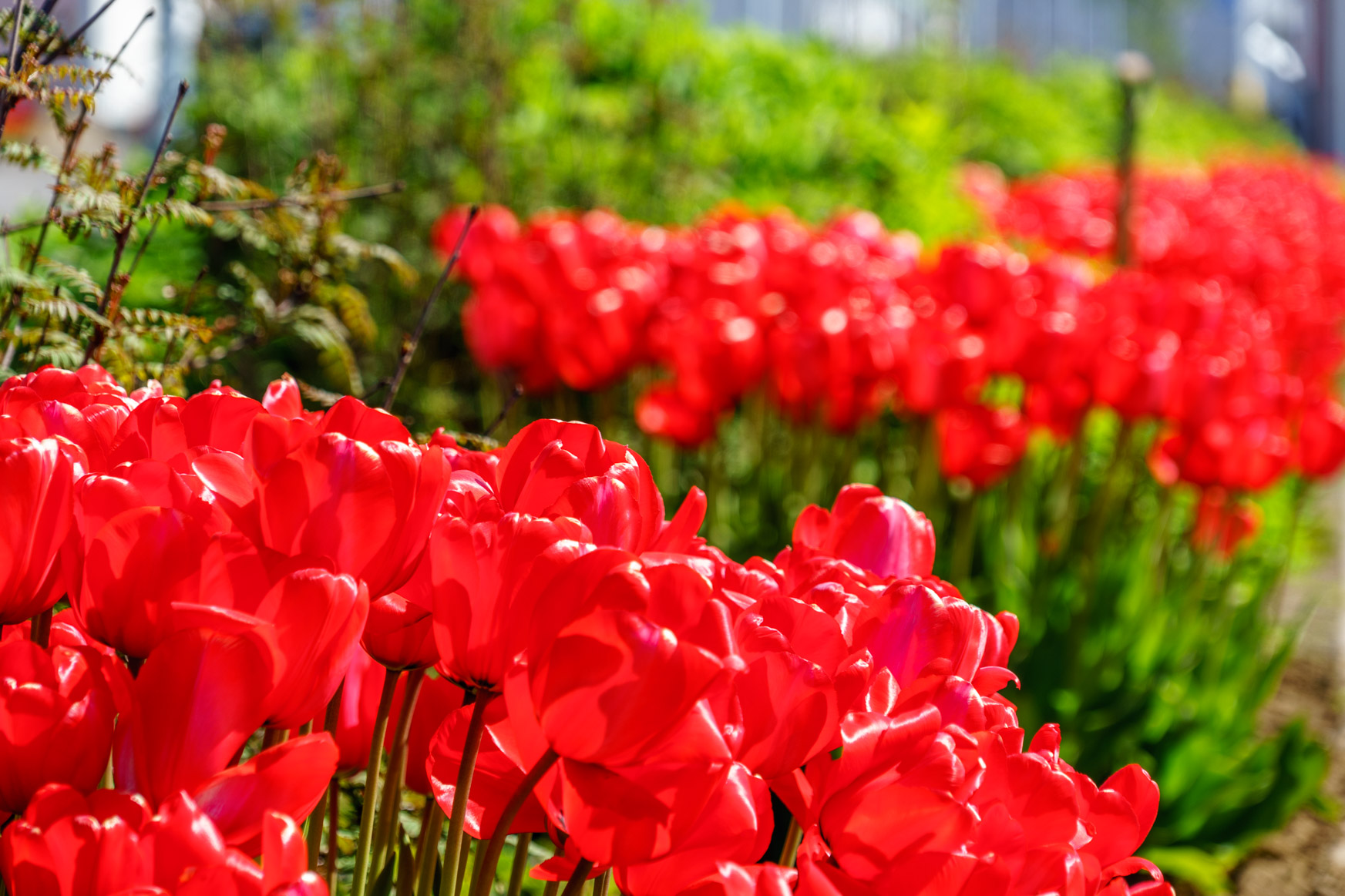 Die Tulpen blühen immer noch