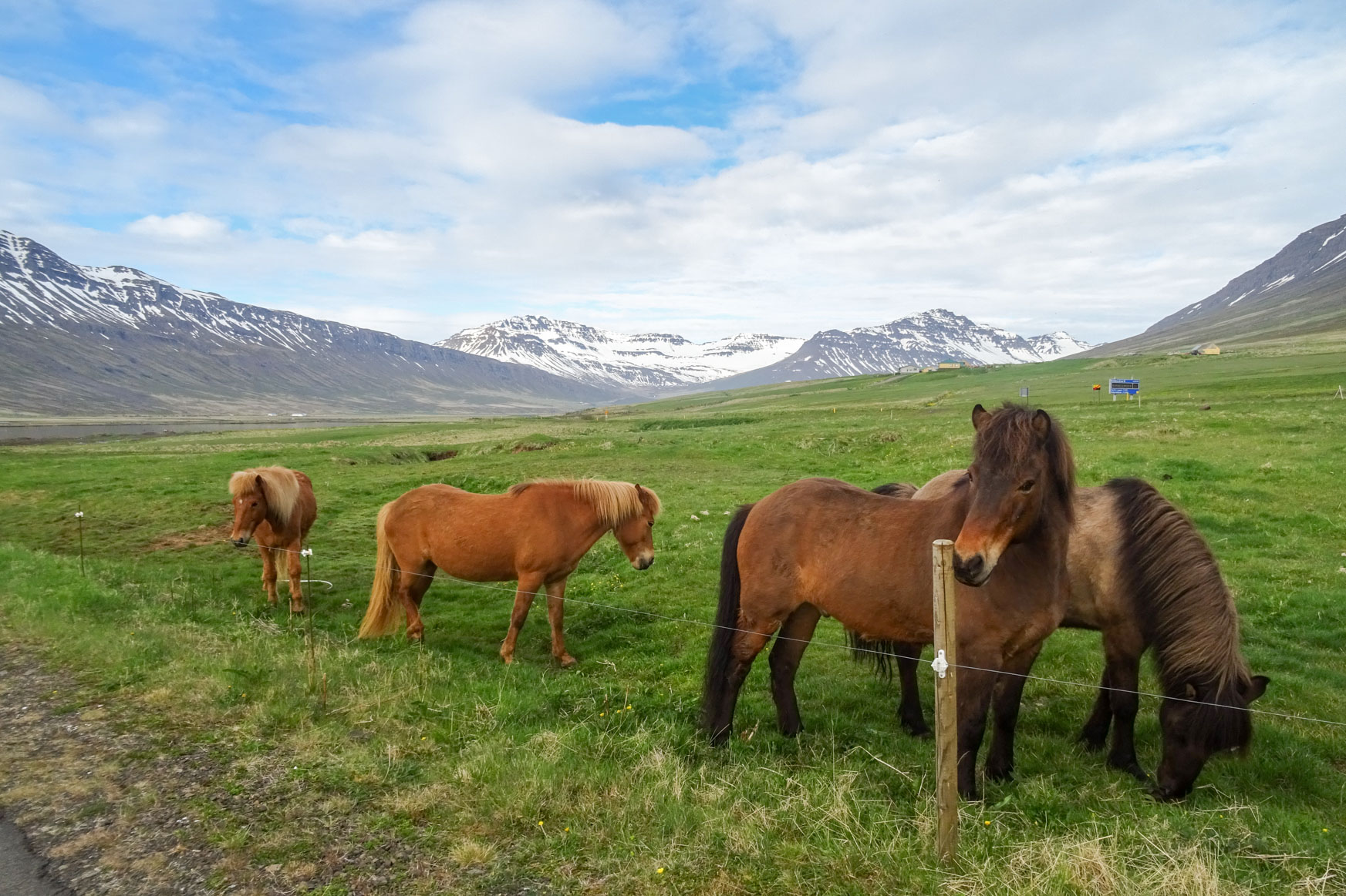 Island Ponys unterwegs