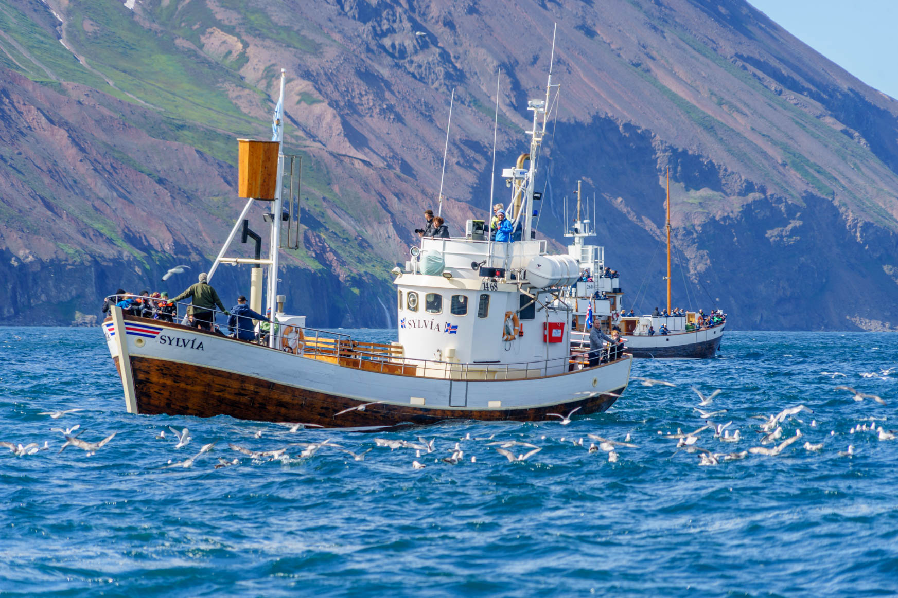 Whale-Watching in Husavik
