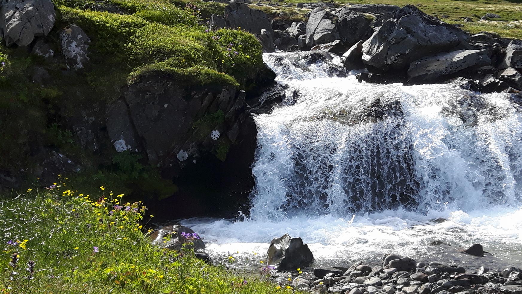 Blühende Blumen am Wasserfall