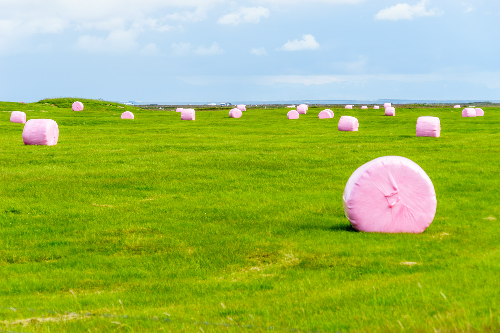 Landwirtschaft in Island