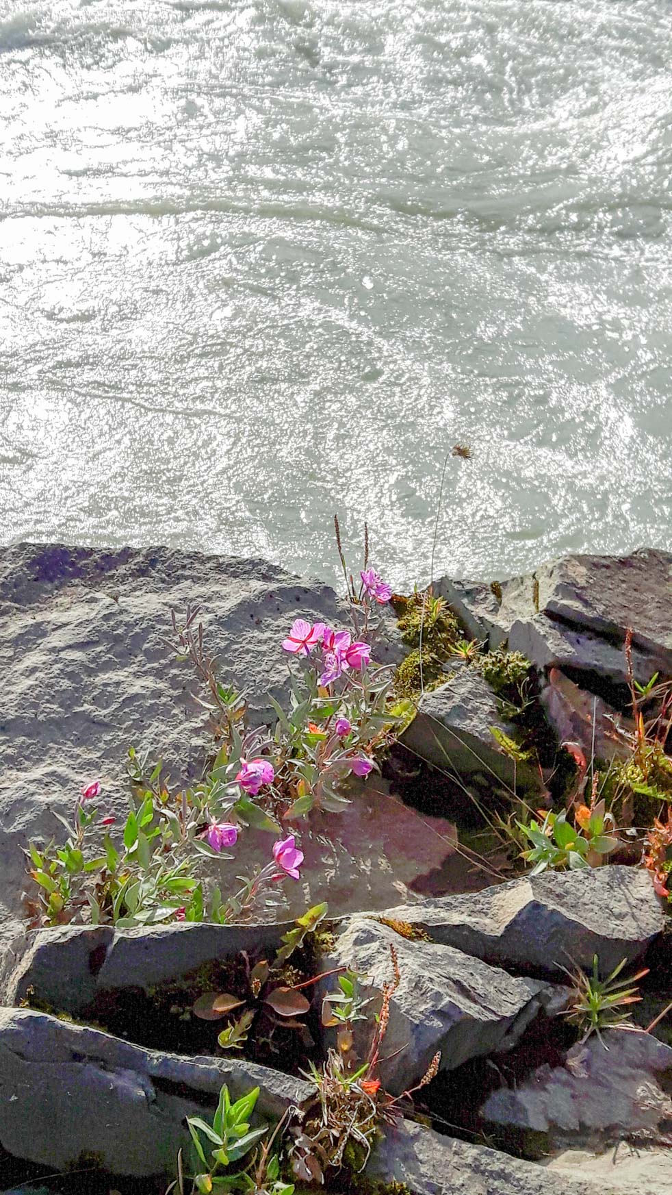 Blumen am Gullfoss