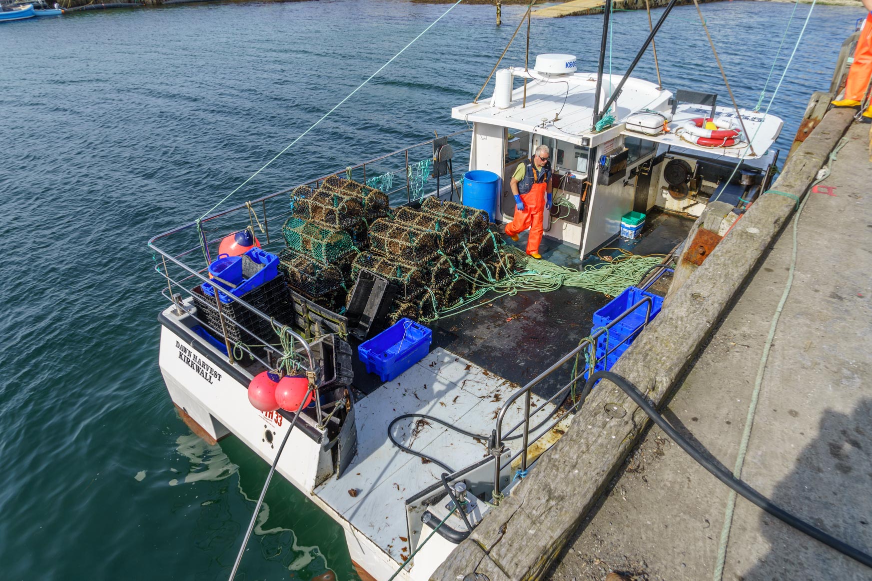 Fangreusen für Krebse und Lobster