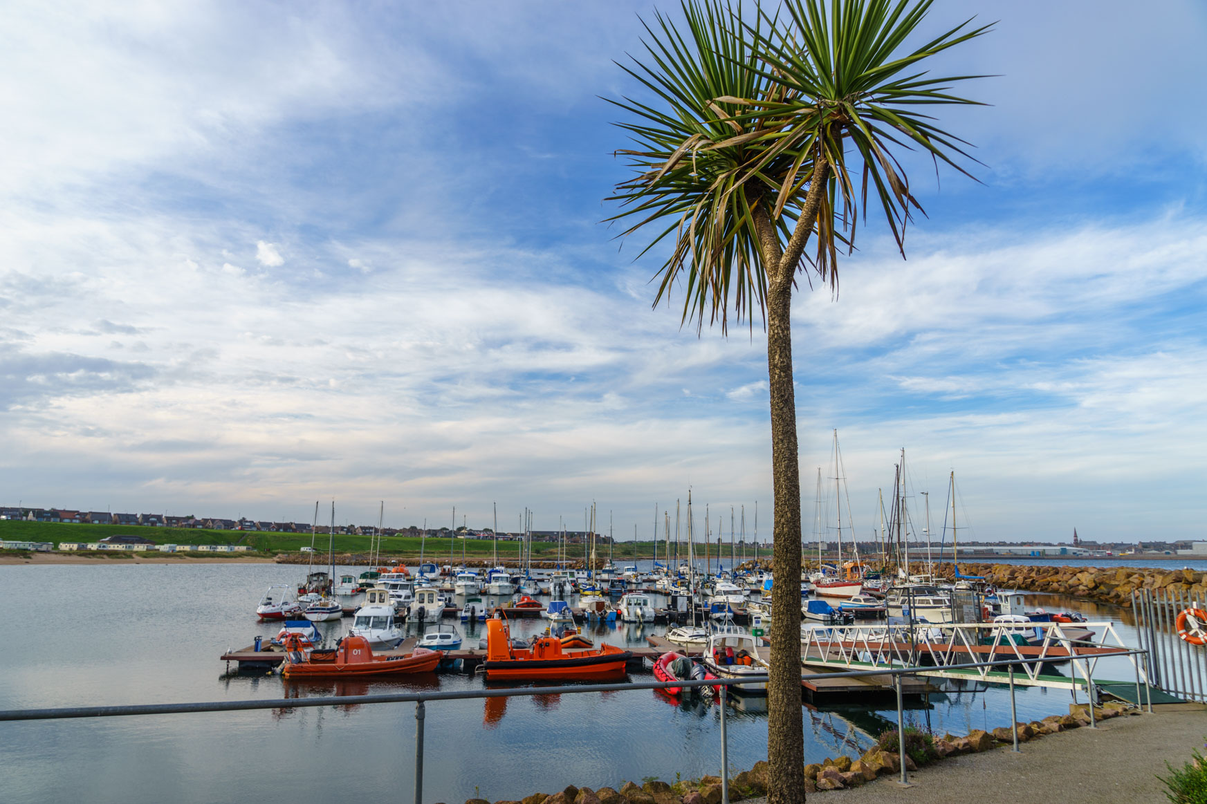 Palmen in Schottland